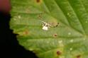 Misumena_vatia_D6073_Z_89_Les Gris_Frankrijk